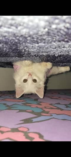 double coated white kitten for sale