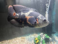 Tiger Oscars / Copper Oscar / Redtail shark