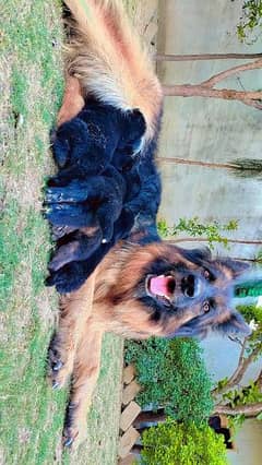 german shephered dog pupies urgent sale