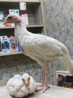 heera pair   white Nok naly  original hy