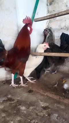 desi egg lying hens 1 male 3 female