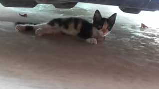 beautiful stray kitten