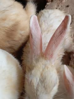breeder pair white red eyes