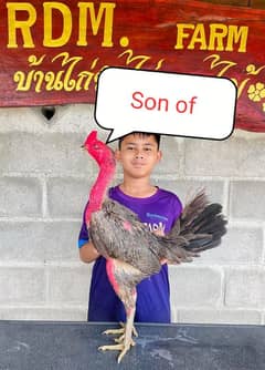 Burmi Rdm patha