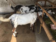 Two male goats for sale