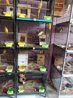 cocktail, love birds, and cages