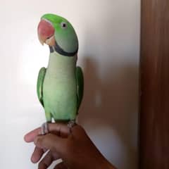 Hand Tamed Pahari Raw