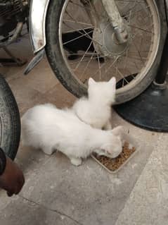 one mother and 2 child of cats for sale
