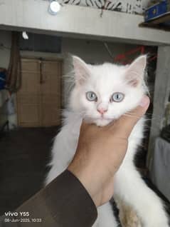 Persian