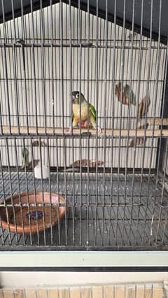 conure