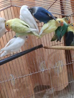 love birds