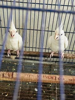 one pair & 2 chicks contact 03129119509