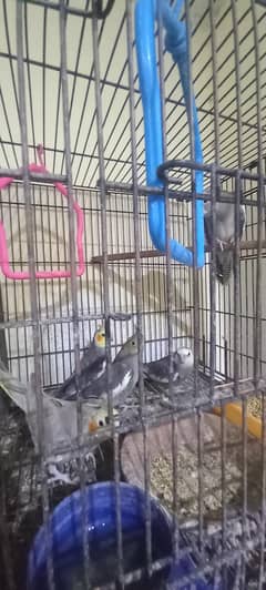 cockatiel parrot is for sale urgent sale 10 parrots 2 pairs
