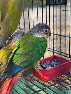 green cheek conure (male)