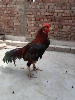aseel morga