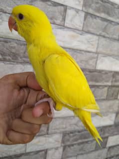 yellow