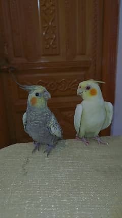 Handtamed Cocktails + Breeder Male For Sale