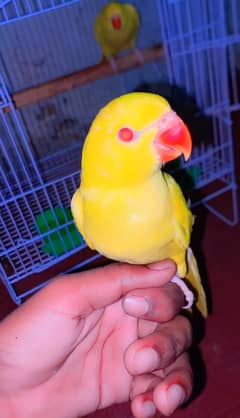 yellow ringnack