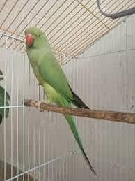 perrot Pathe wild
