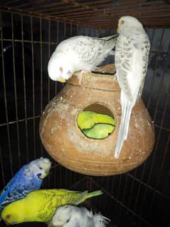 Australian pair & love bird