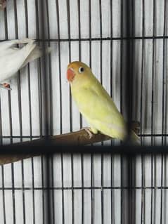 Australian pair & love bird