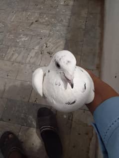 kabutar latthe sherazii for sale pigeon for sale