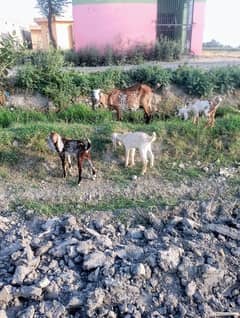 red and goat for sale