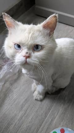 Loving cat