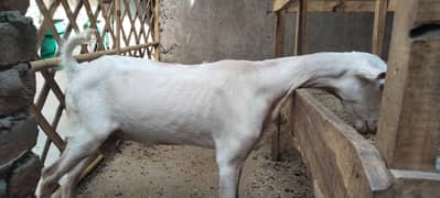 Teddy Bakri or sth 2 female's bachy for sale