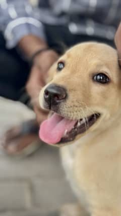 Labrador puppy full active