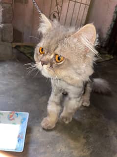 cats