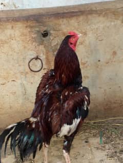 Aseel Murga or Desi Murgi for sale