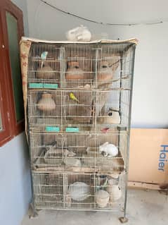 cage selling with 5 parrots