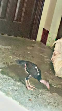 desi pathay for sale
