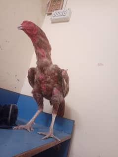 aseel