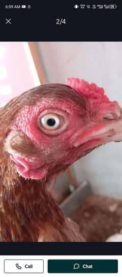 miyawali