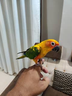 sun conure Hamed tamed
