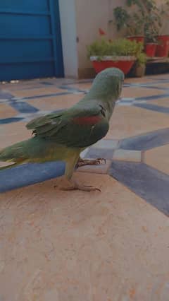 Green Raw Jumbo Size Male Handtamed