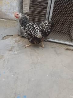 Silver wyandotte female
