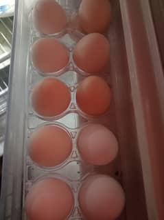 100 % gr ke hens k Fertile eggs dasi golden misri hens k hn