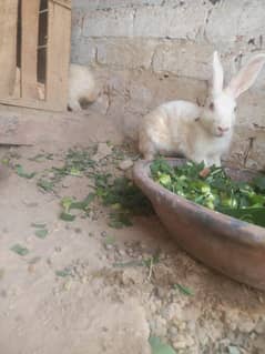 white rabbit male  red eyes