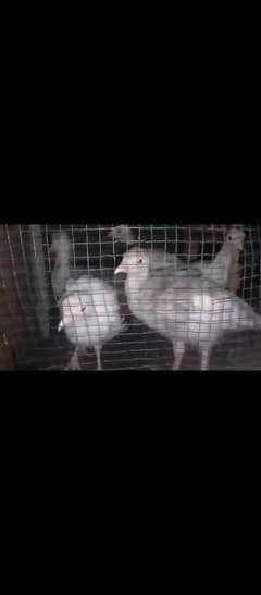turkey chicks