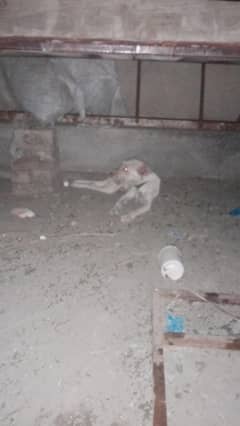 Russian or labra  crosss