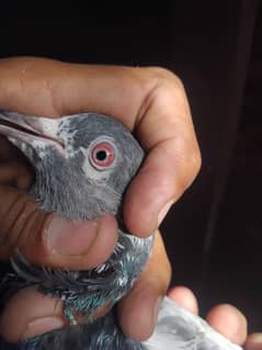 I'm sale my pigeon
