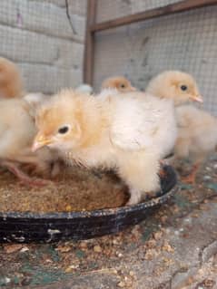 golden buff chicks