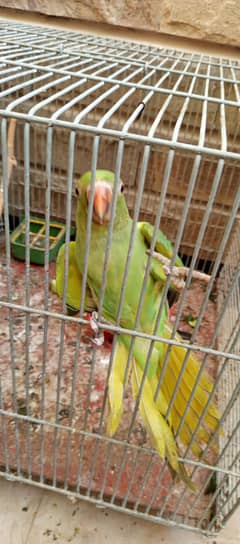 Green Ringneck 2 Month Chicks