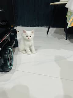 Pair of 2 Persian kittens