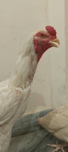 white o shamo/pair shamo /eggs laying shamo white/pure white o shamo