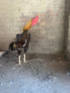 King Shamo