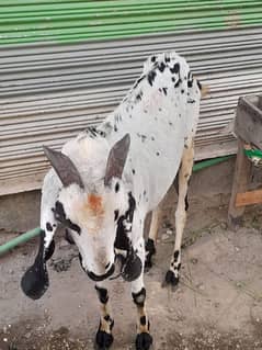Goat for Sale
